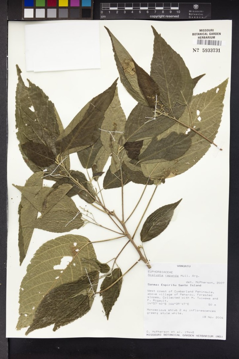 Acalypha repanda photo 3