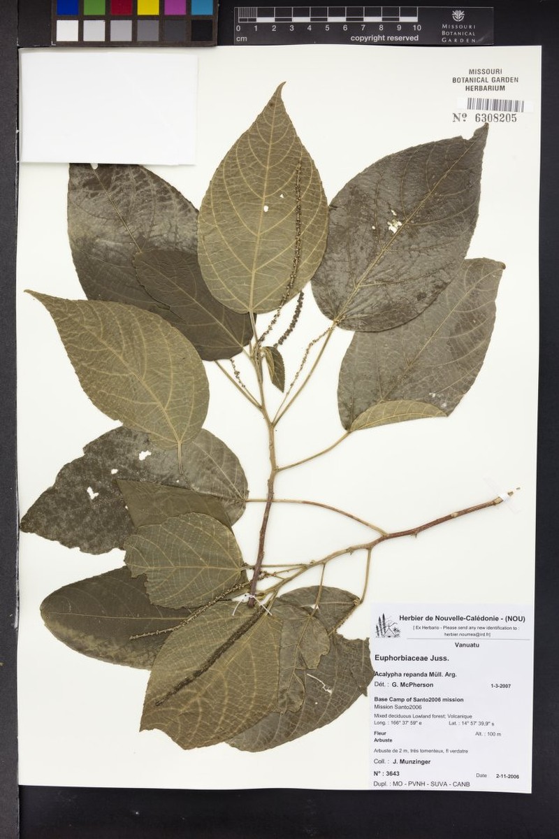 Acalypha repanda photo 4