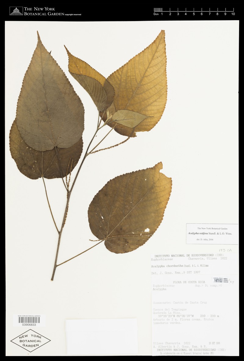 Acalypha retifera