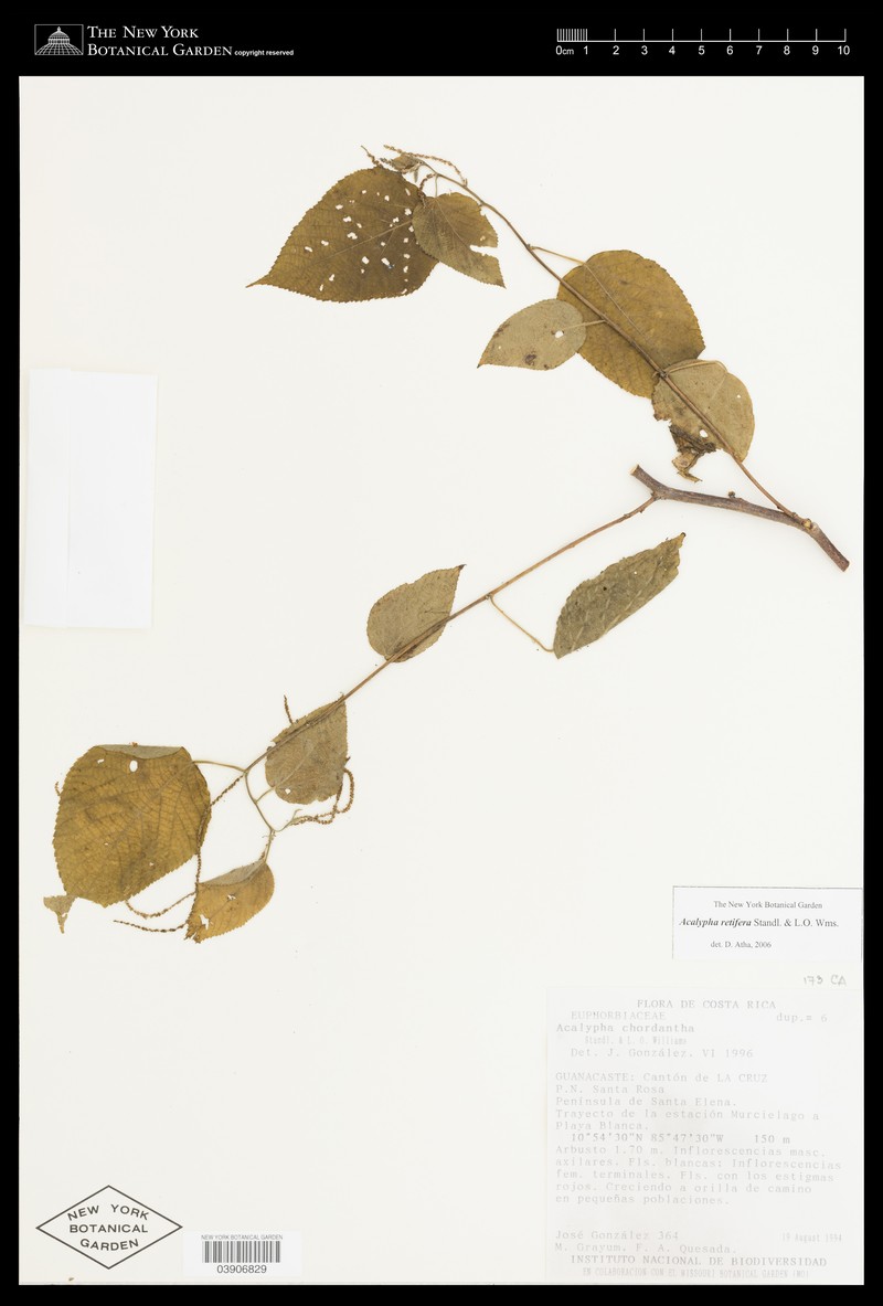 Acalypha retifera photo 2