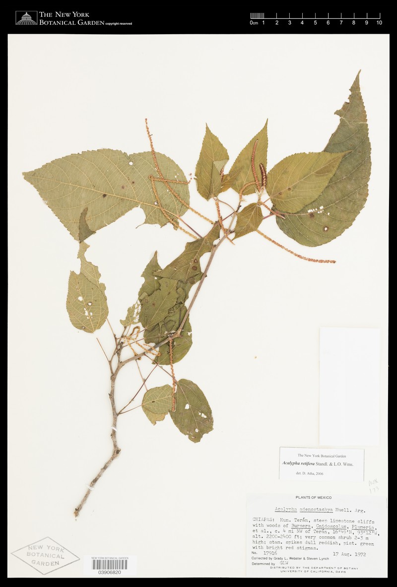 Acalypha retifera photo 3