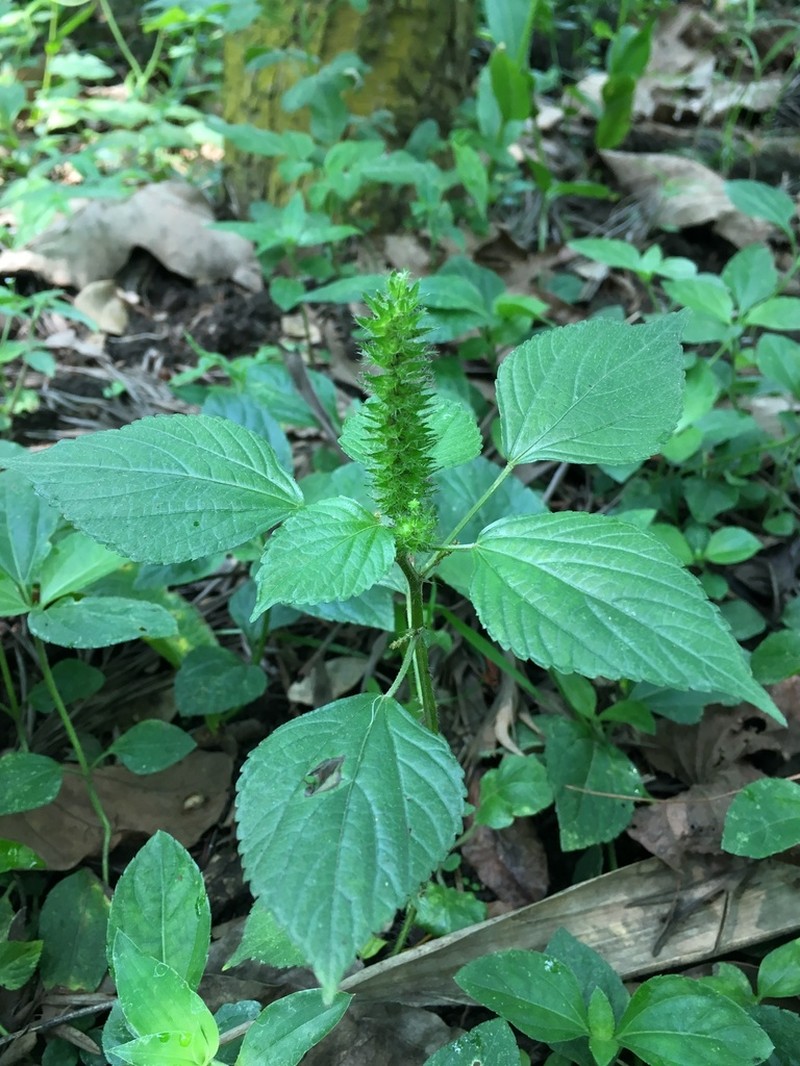 Acalypha rhombifolia