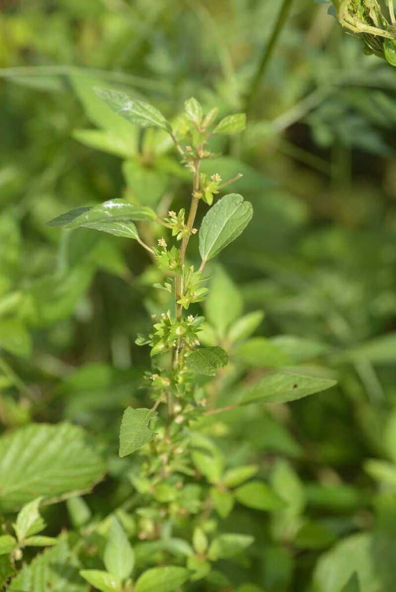 Acalypha rhombifolia photo 2