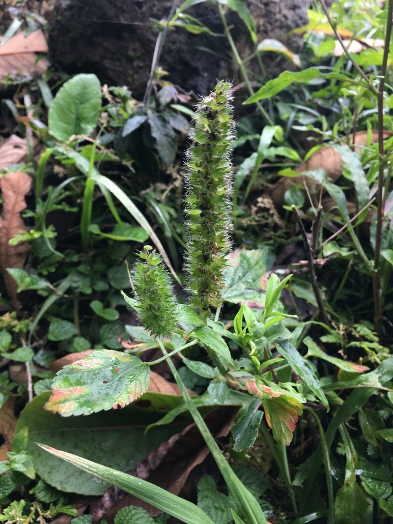 Acalypha rhombifolia photo 3