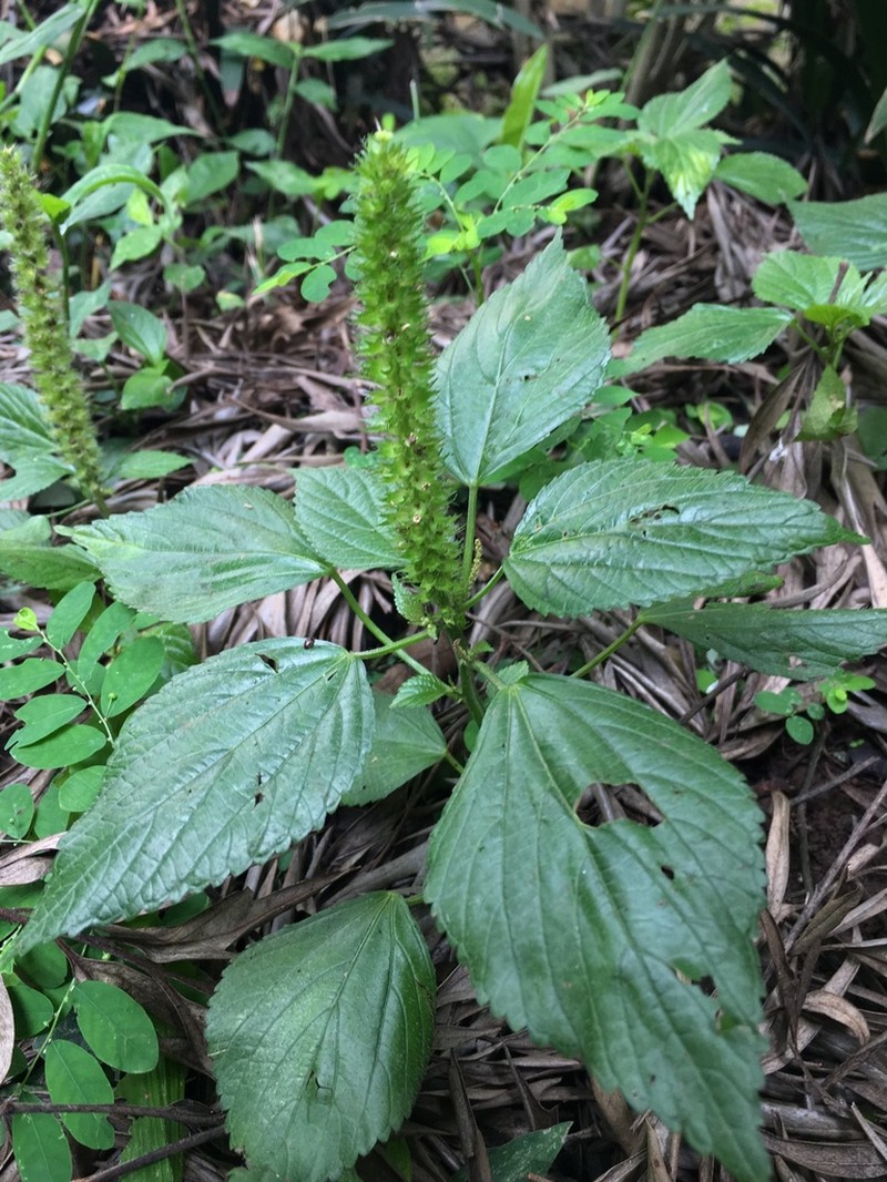 Acalypha rhombifolia photo 4