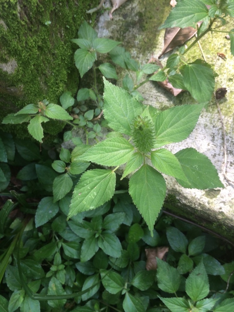 Acalypha rhombifolia photo 6