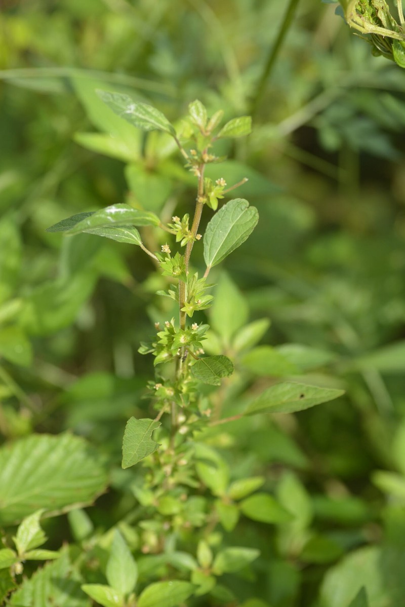 Acalypha rhombifolia photo 7