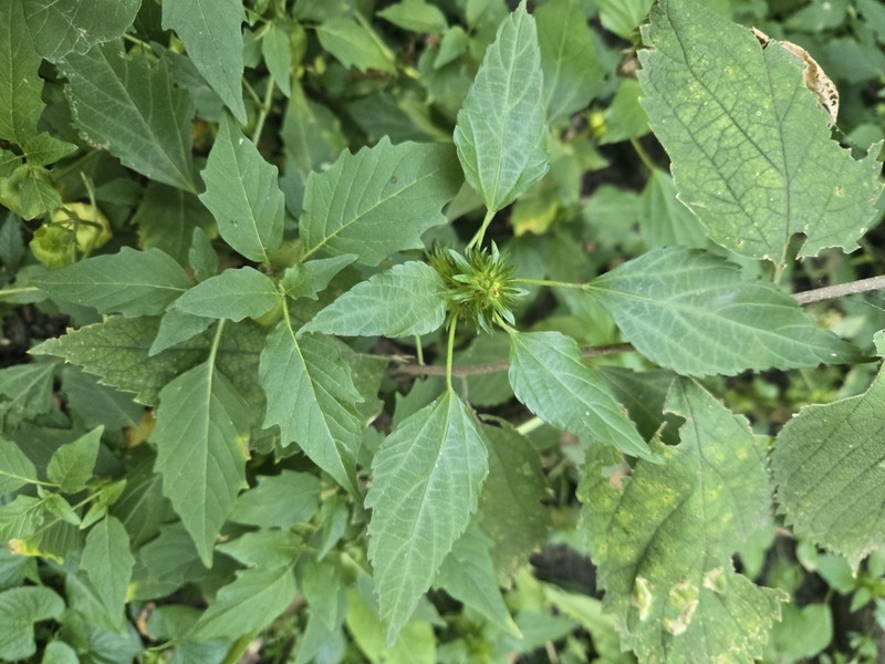 Acalypha rhombifolia photo 8