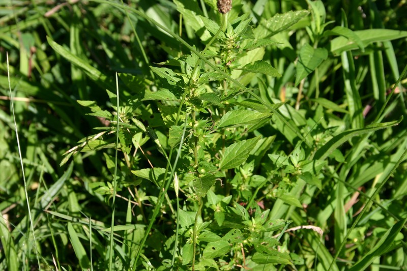 Common Threeseed Mercury