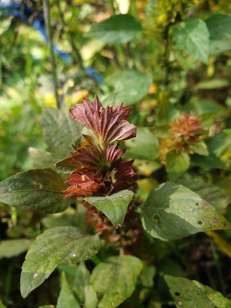 Common Threeseed Mercury photo 3