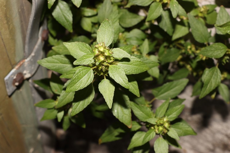 Common Threeseed Mercury photo 4