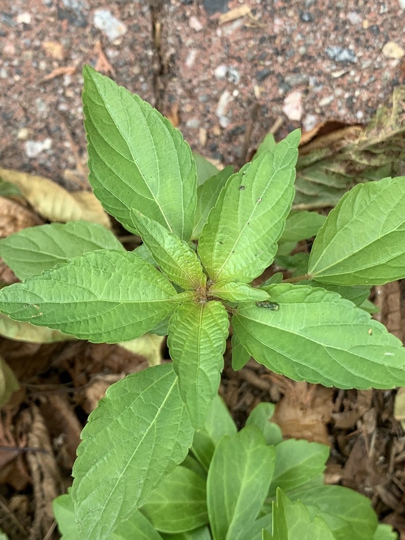 Common Threeseed Mercury photo 5