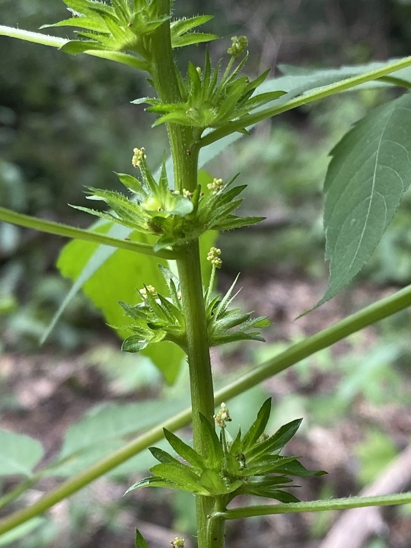 Common Threeseed Mercury photo 6