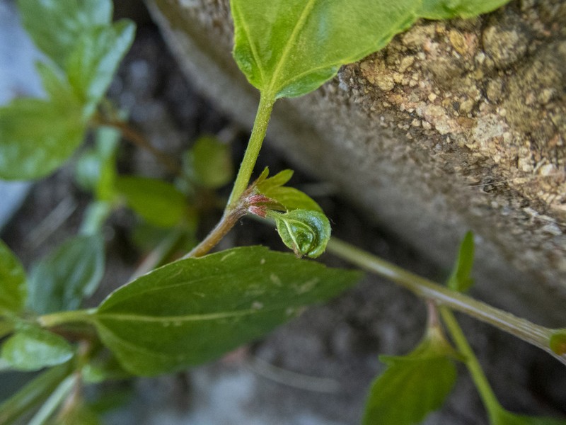 Common Threeseed Mercury photo 7