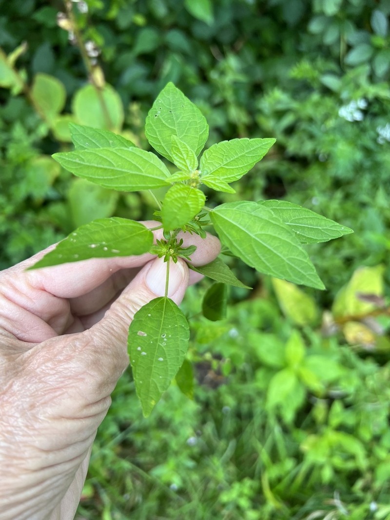 Common Threeseed Mercury photo 8