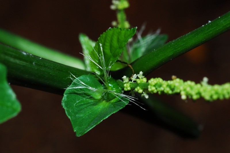 Acalypha richardiana