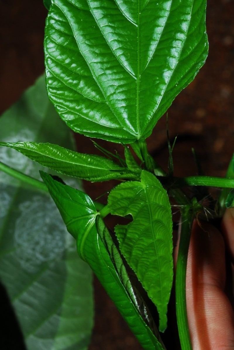 Acalypha richardiana photo 2