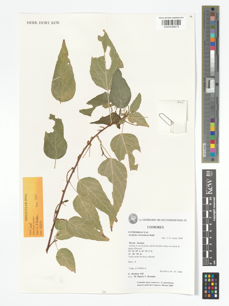 Acalypha richardiana photo 3