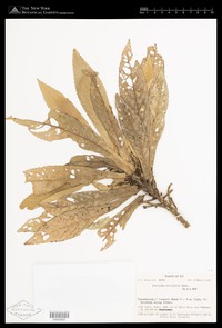 Acalypha rivularis