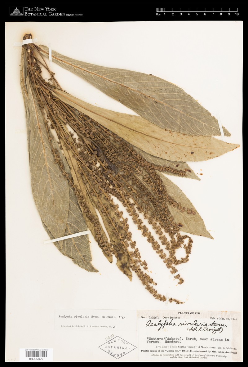 Acalypha rivularis photo 2