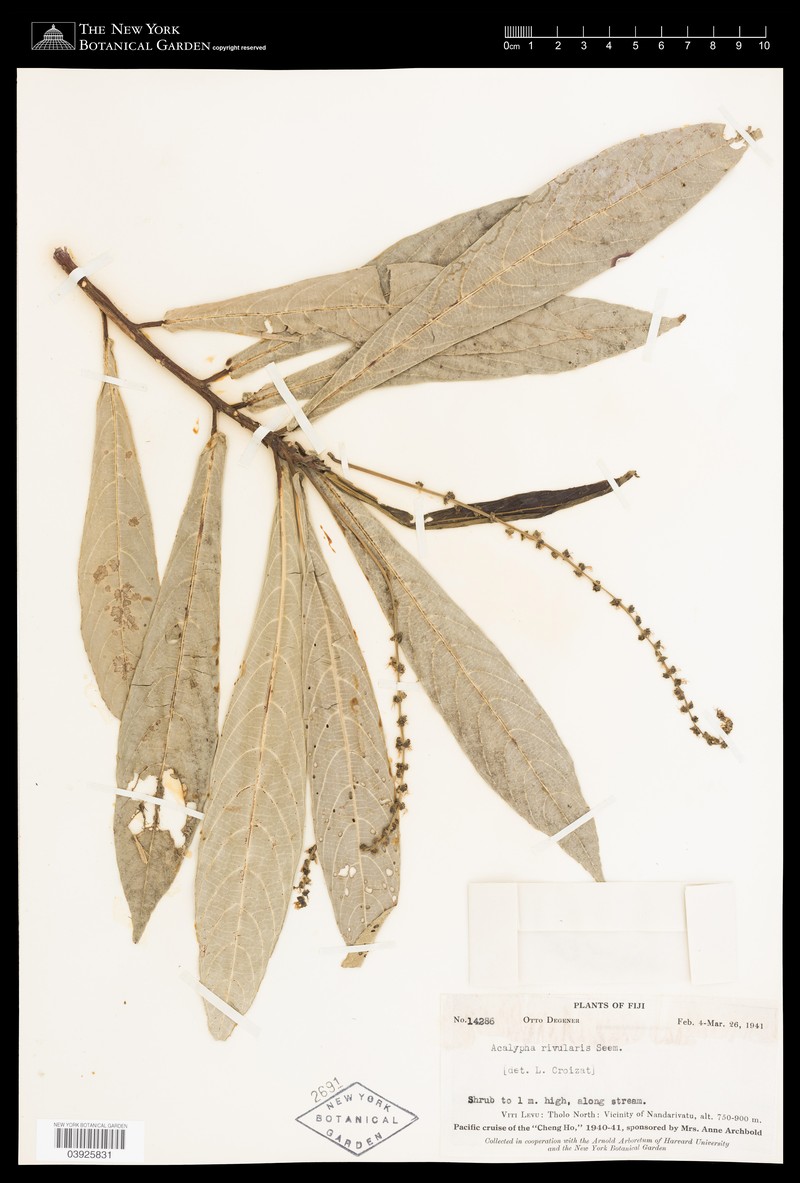 Acalypha rivularis photo 3