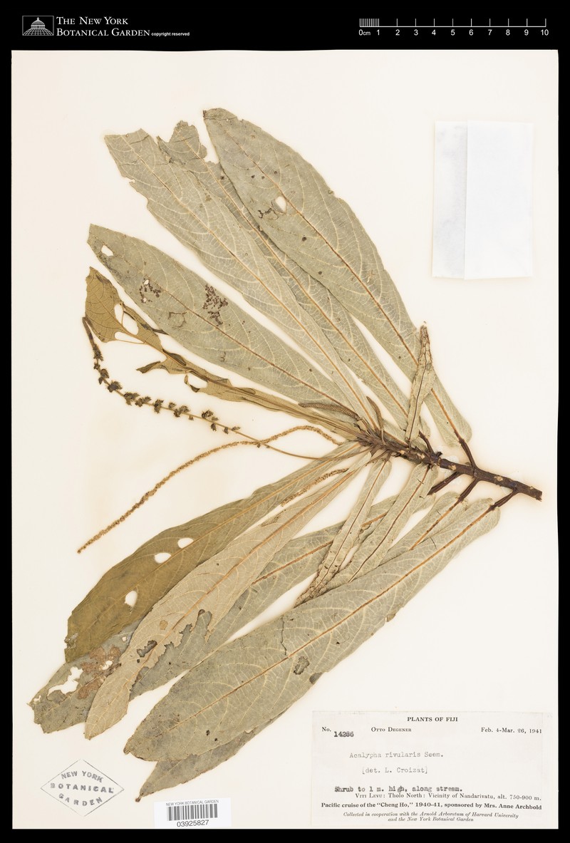 Acalypha rivularis photo 4