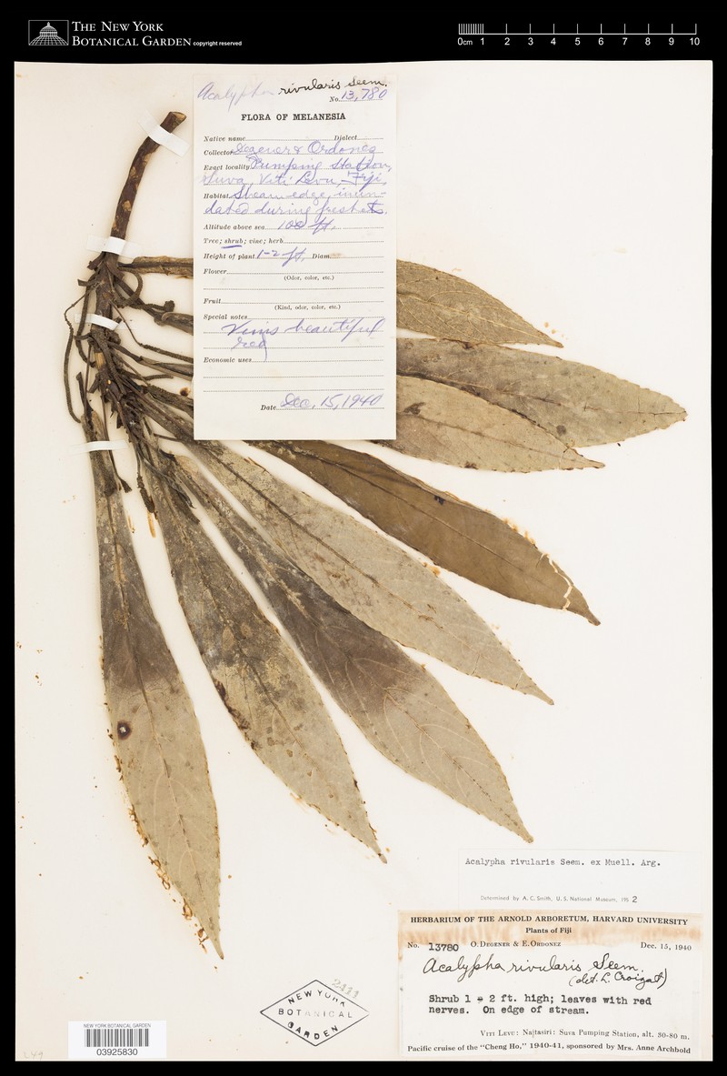 Acalypha rivularis photo 5