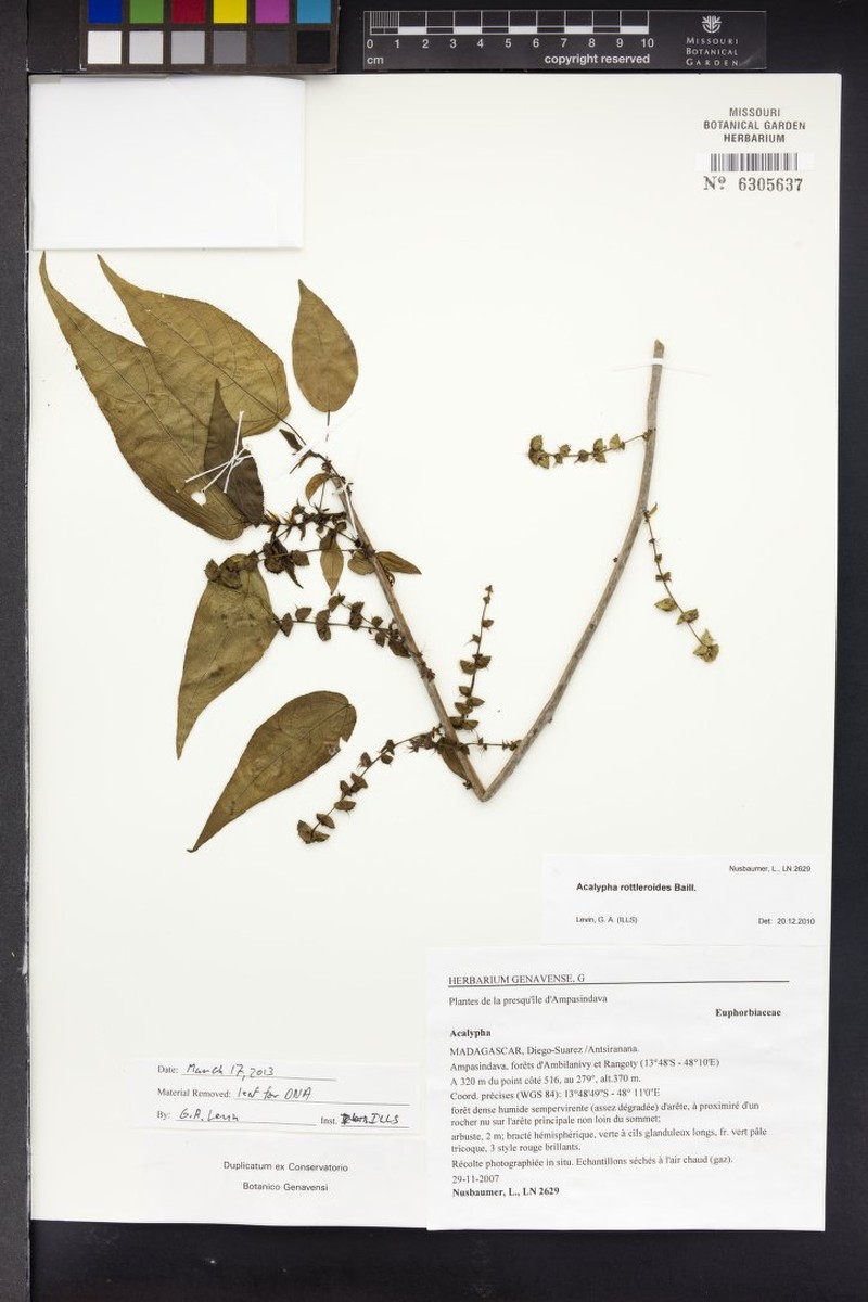 Acalypha rottleroides