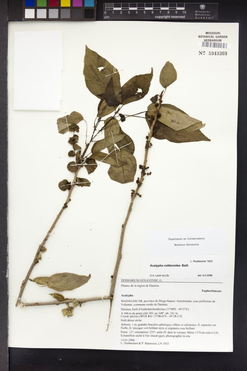 Acalypha rottleroides photo 2