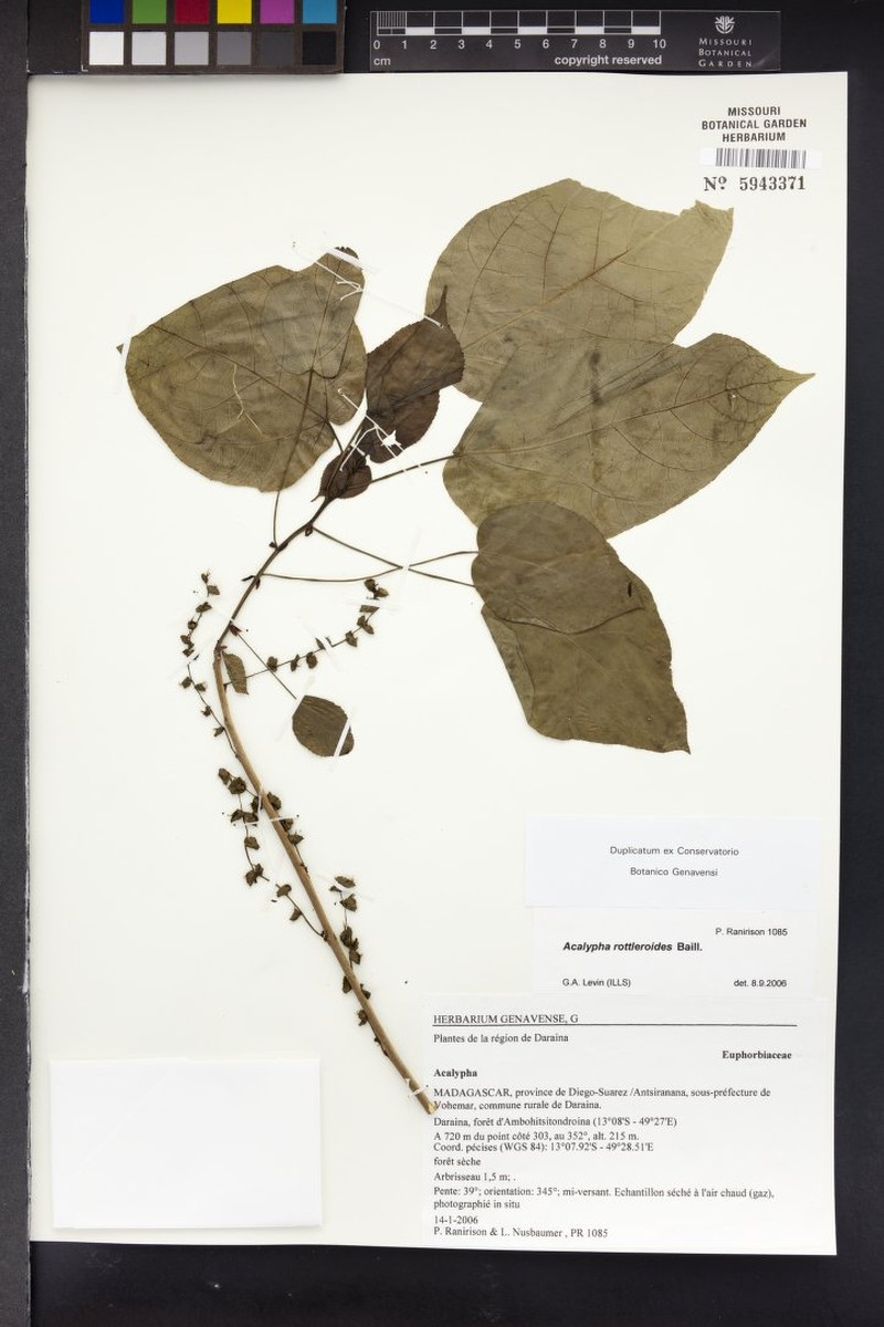 Acalypha rottleroides photo 3