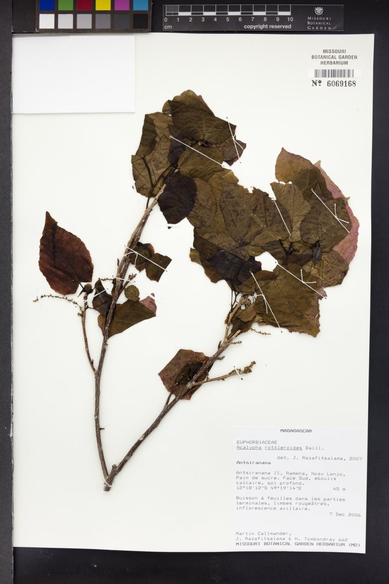 Acalypha rottleroides photo 4