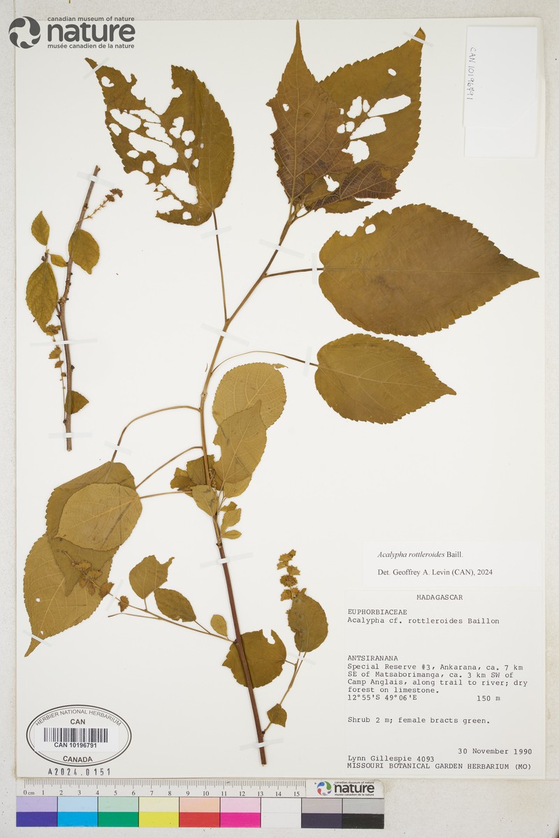 Acalypha rottleroides photo 5