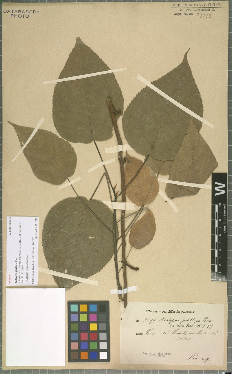 Acalypha rottleroides photo 6
