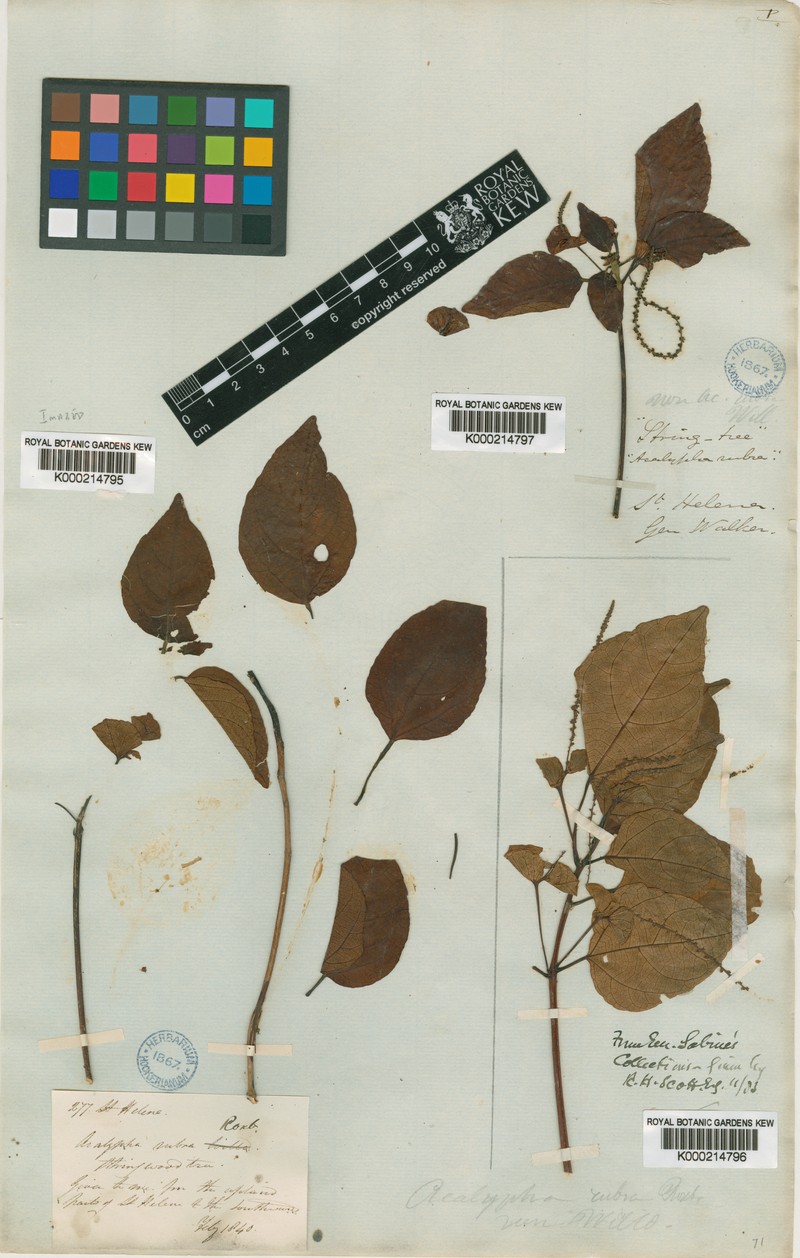 Acalypha rubrinervis photo 3