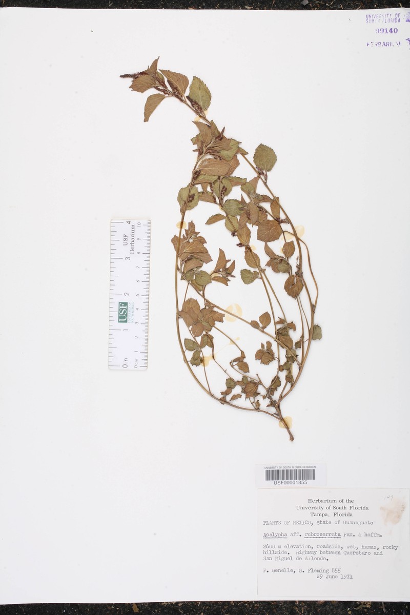 Acalypha rubroserrata
