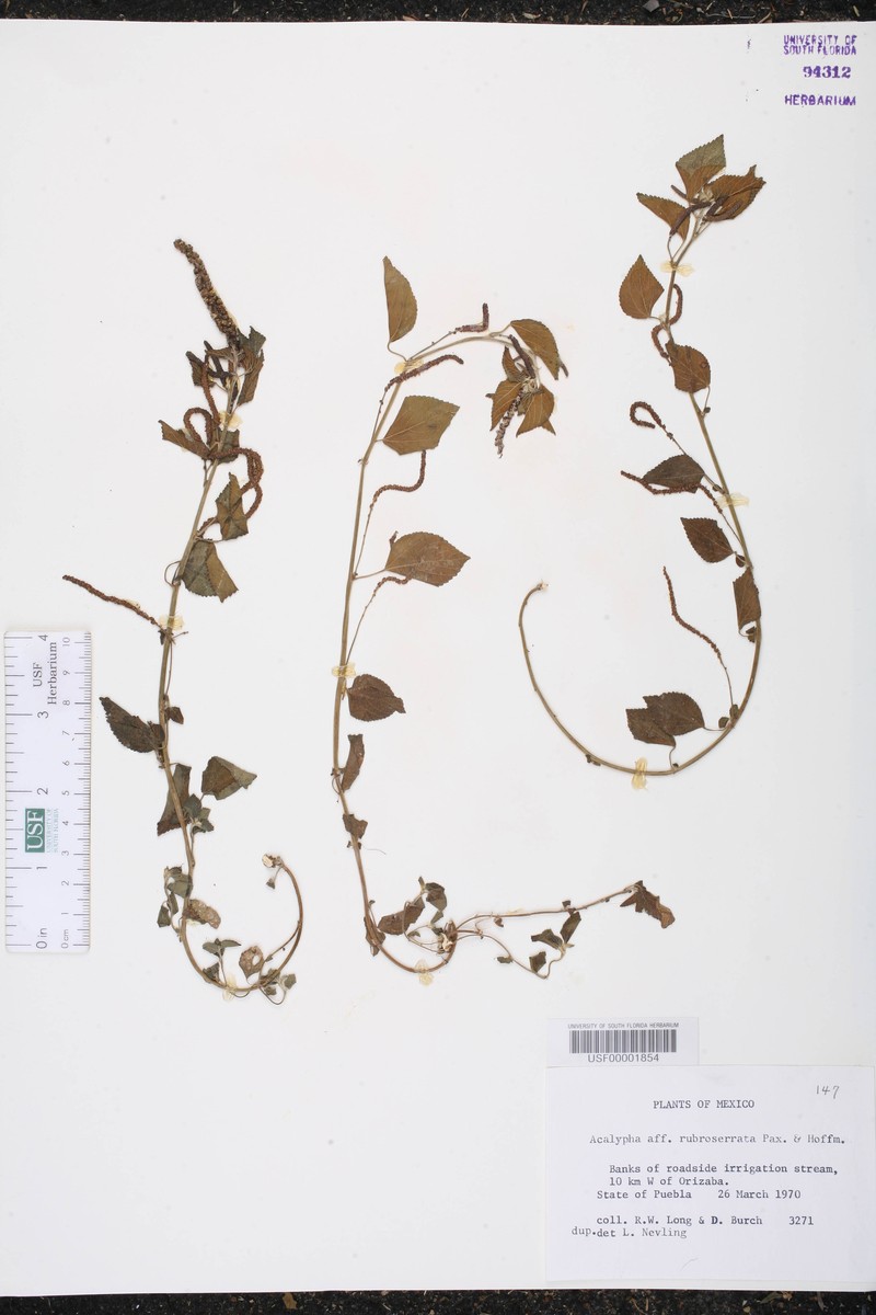 Acalypha rubroserrata photo 2