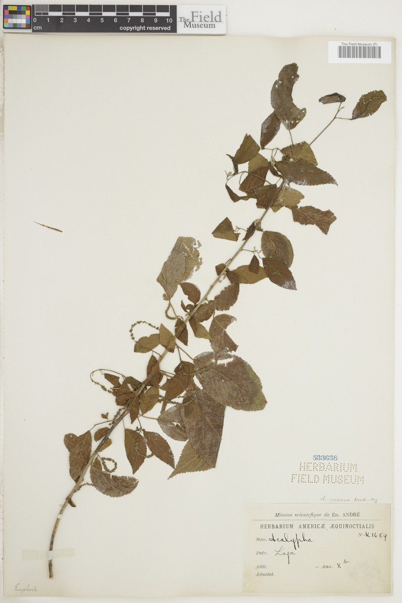 Acalypha ruiziana