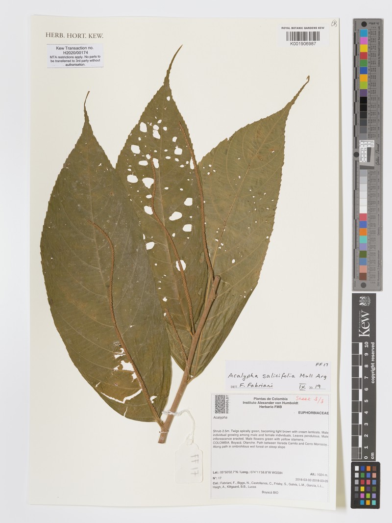 Acalypha salicifolia
