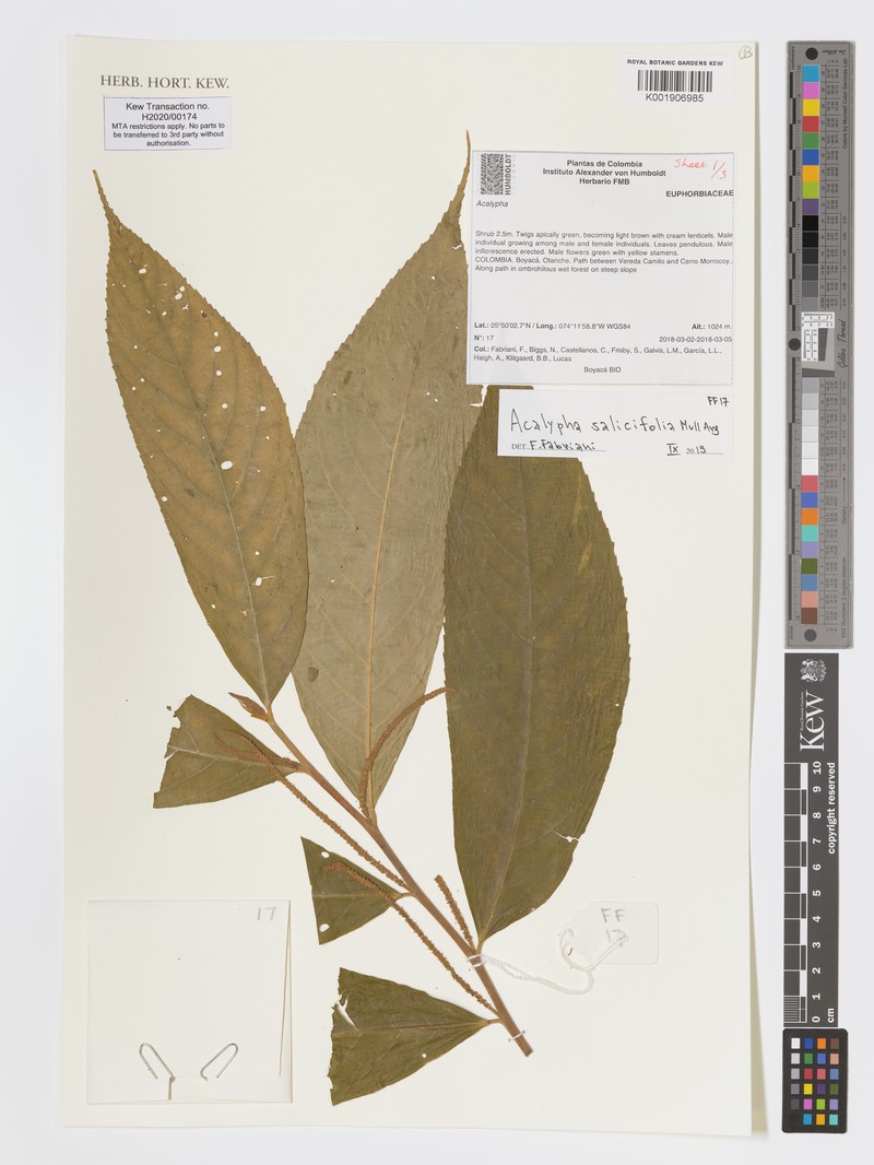 Acalypha salicifolia photo 2