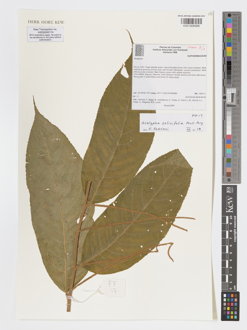 Acalypha salicifolia photo 3