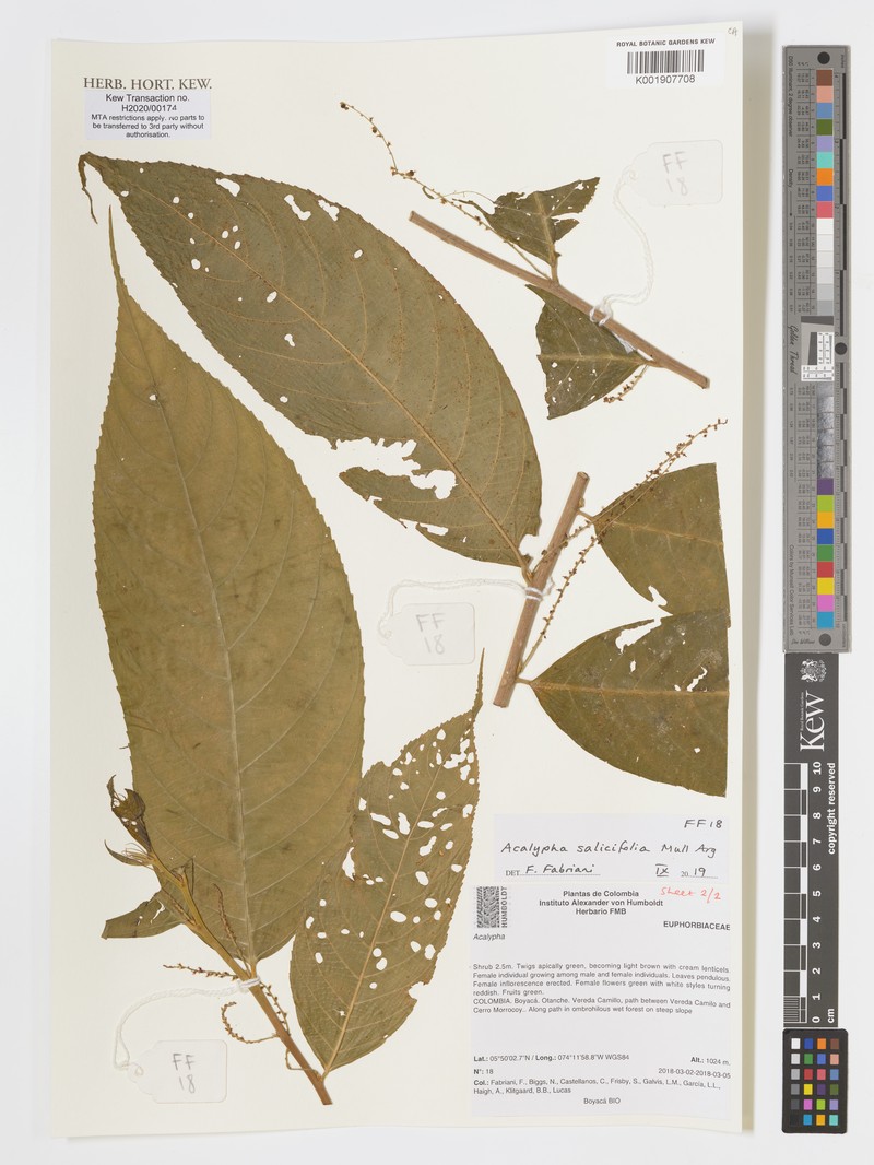 Acalypha salicifolia photo 4