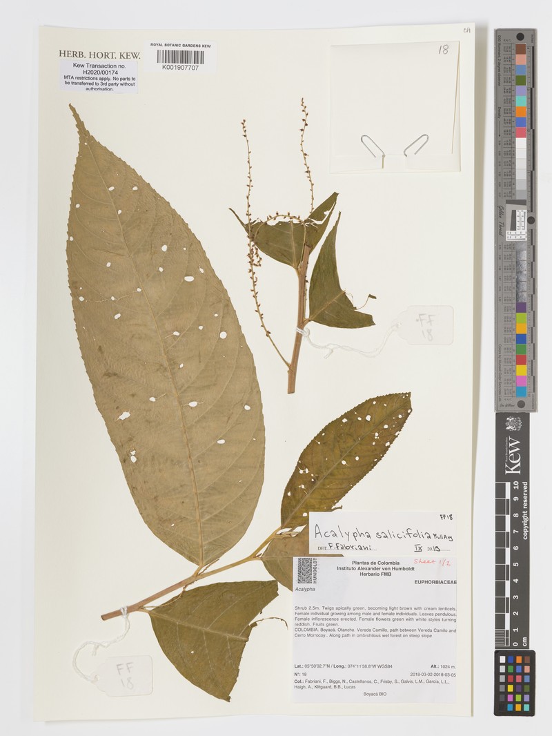 Acalypha salicifolia photo 5