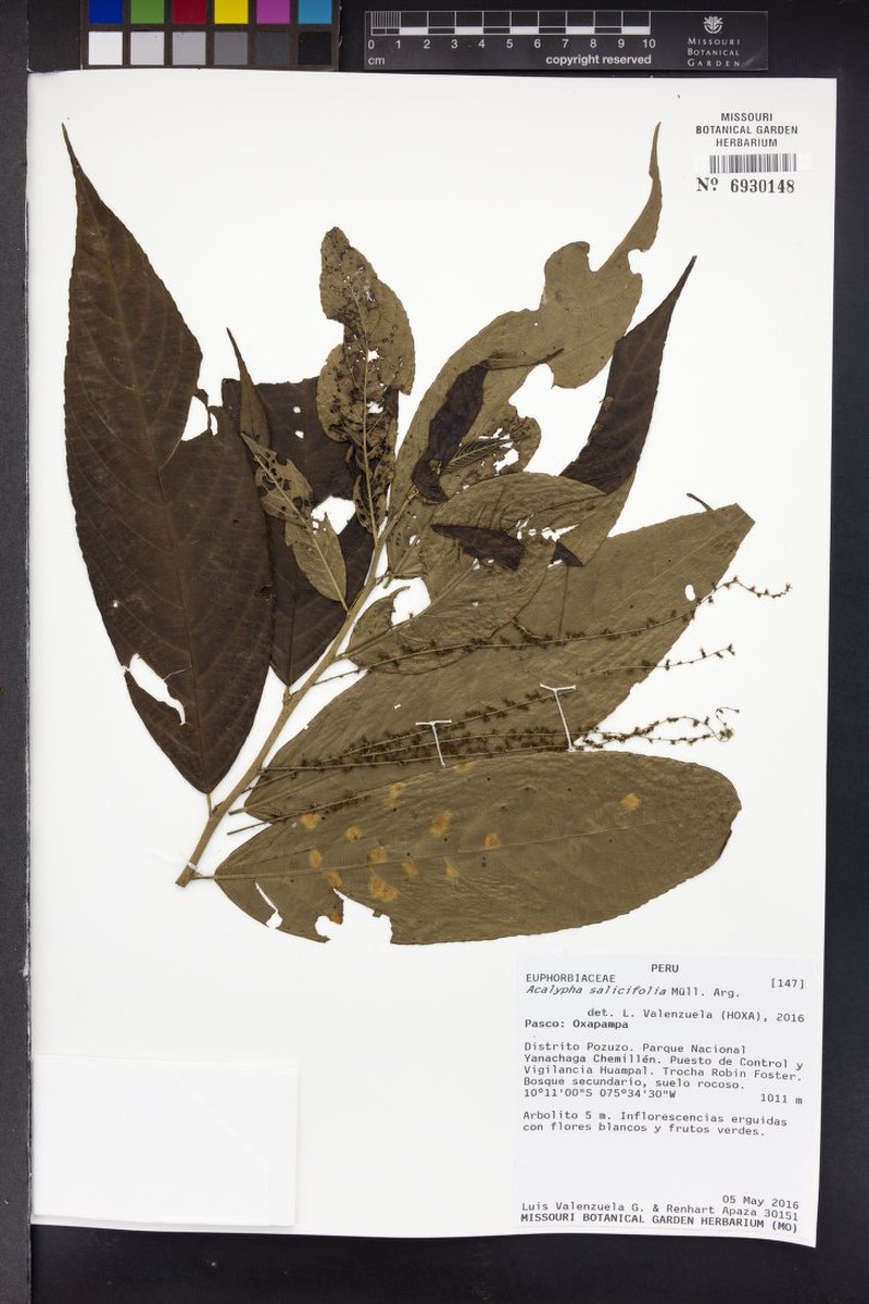 Acalypha salicifolia photo 6