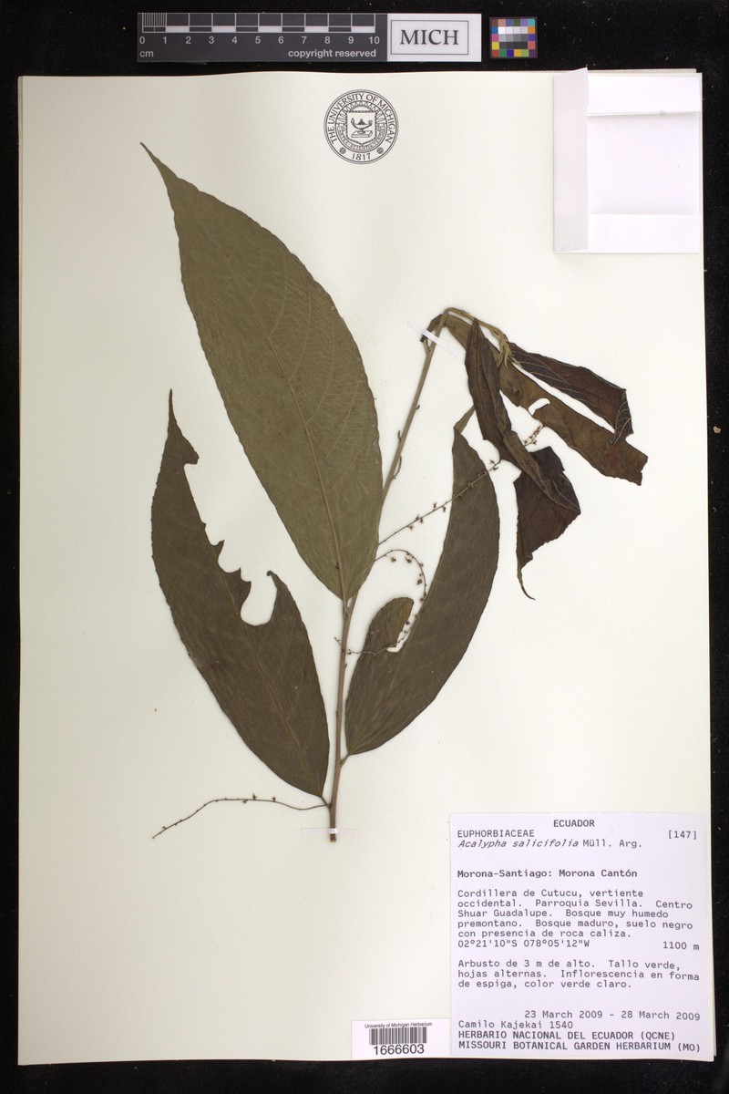 Acalypha salicifolia photo 7