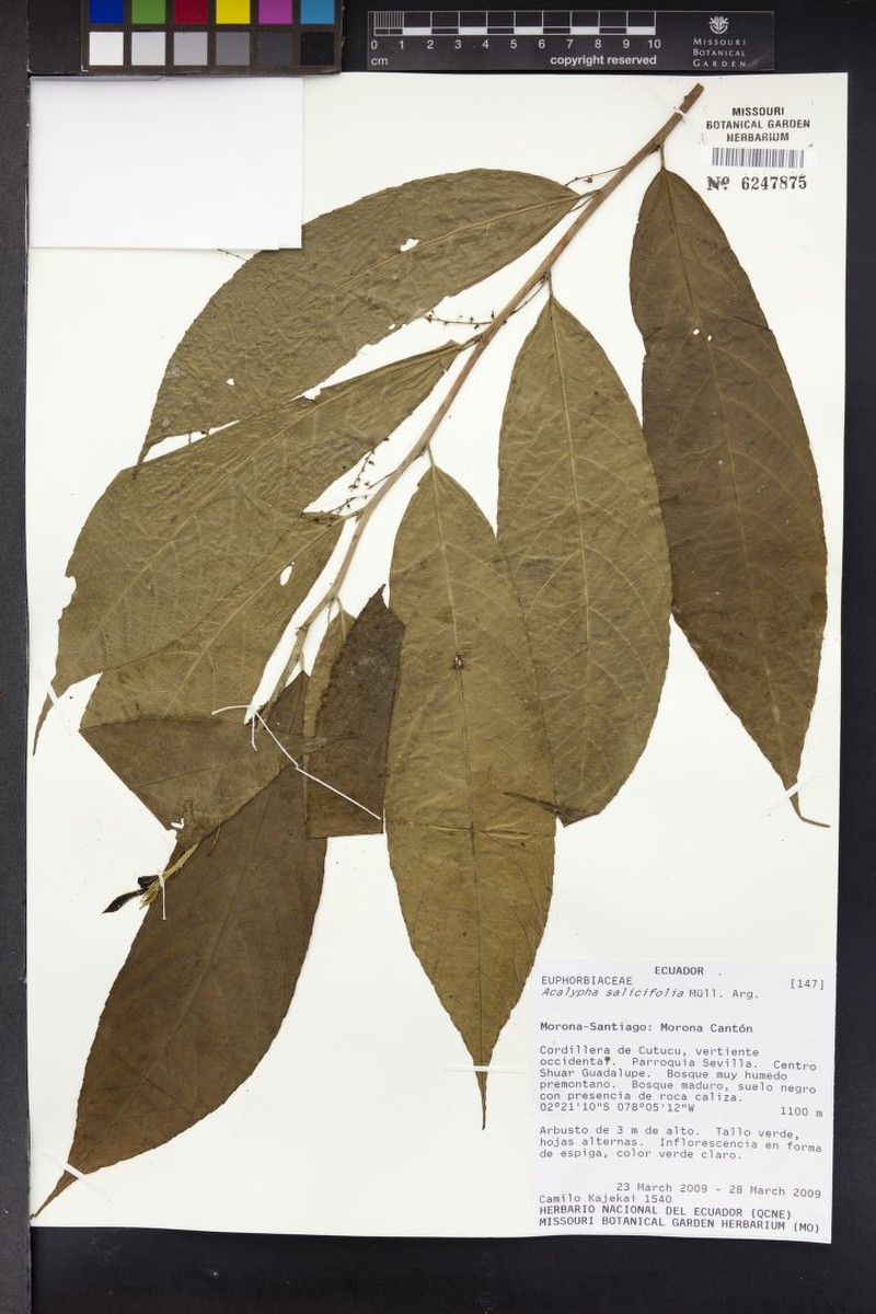 Acalypha salicifolia photo 8