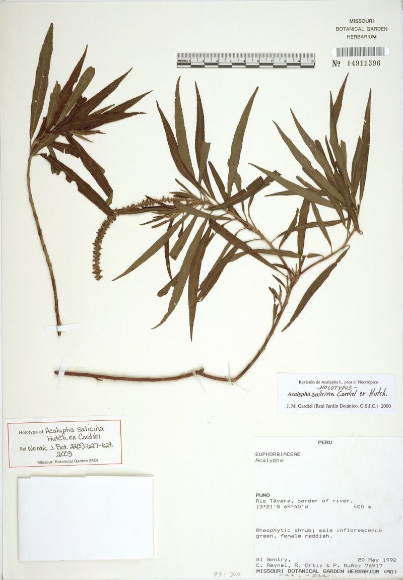 Acalypha salicina