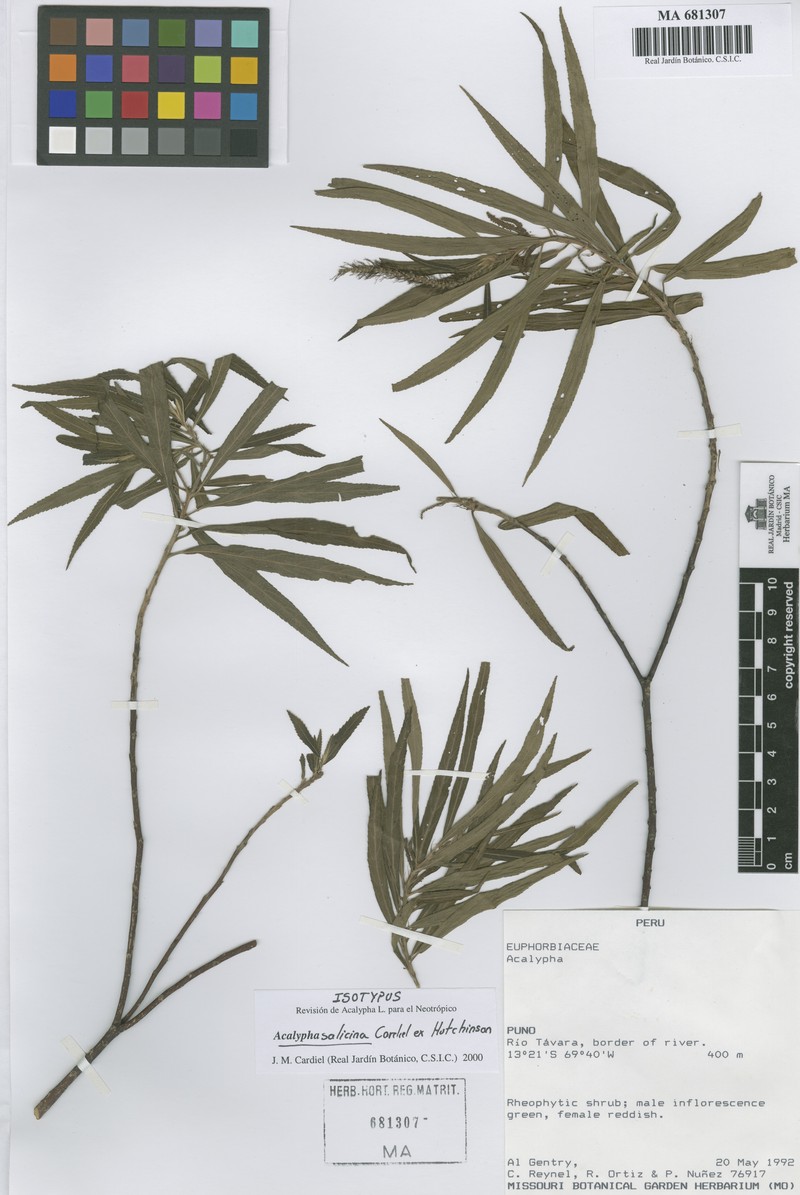Acalypha salicina photo 2