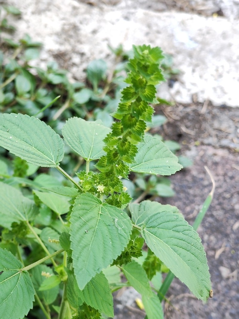 Acalypha salvadorensis photo 2