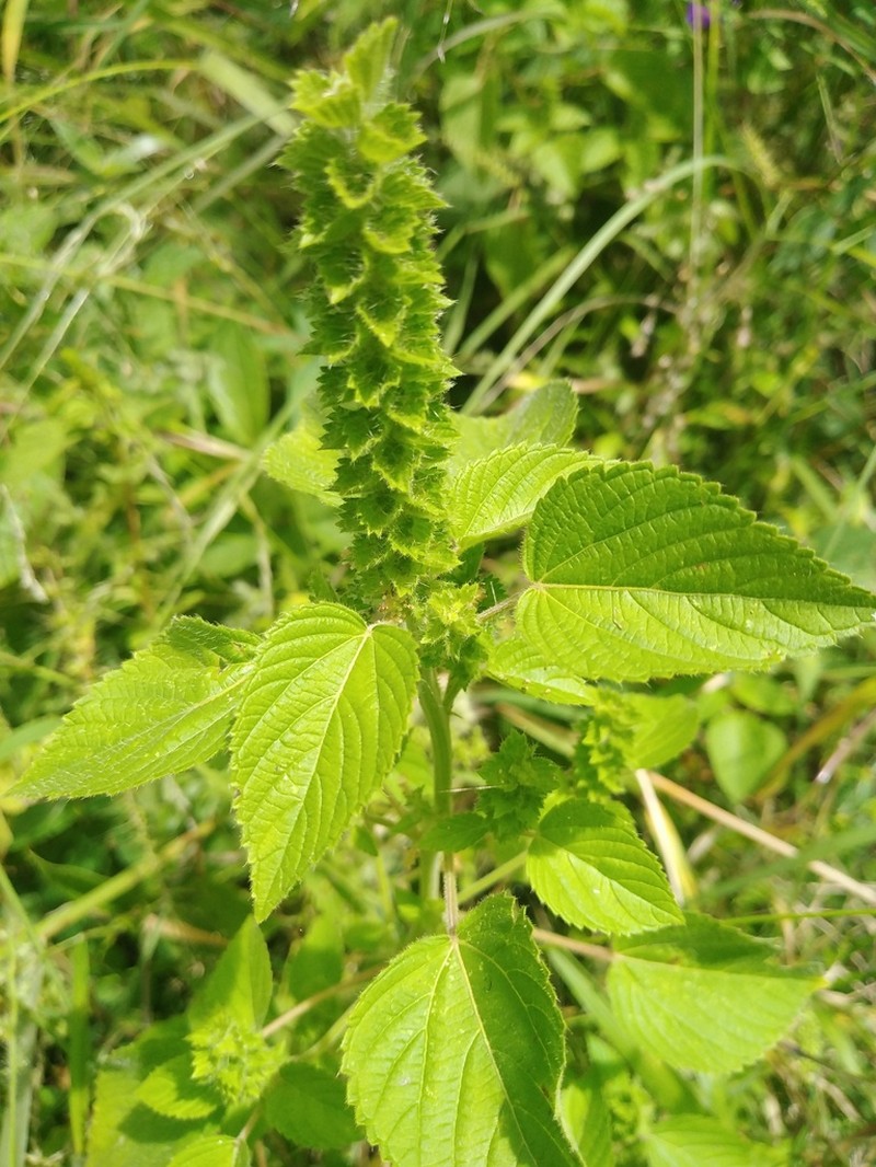 Acalypha salvadorensis photo 3