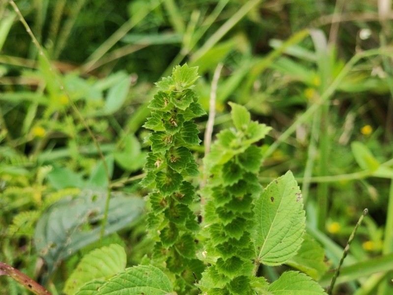 Acalypha salvadorensis photo 4